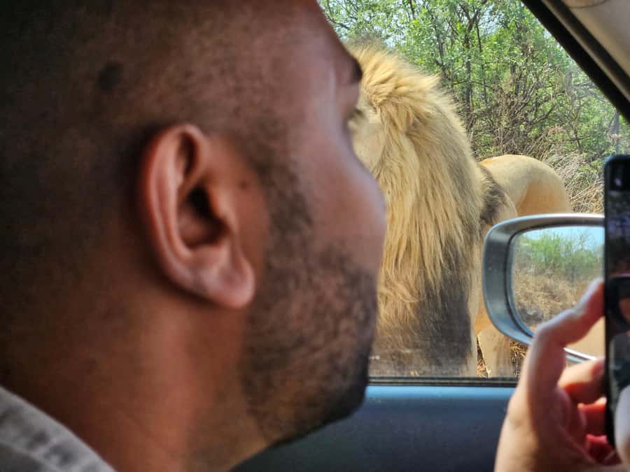 Private Safari Tour: Pilansberg National Park Big 5 - Where Big Five is actually on the table, and what that means for you