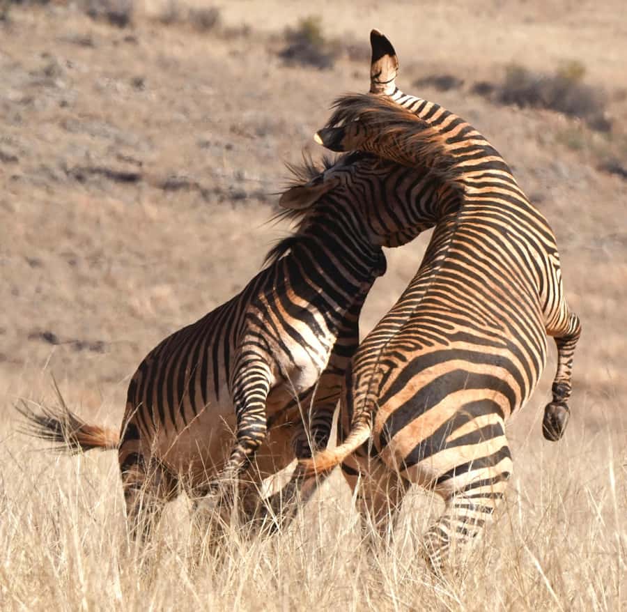 Private Tour: Big 5 Safari, Experience the wild animals - Entering Aquila: why this Cape Town safari day works
