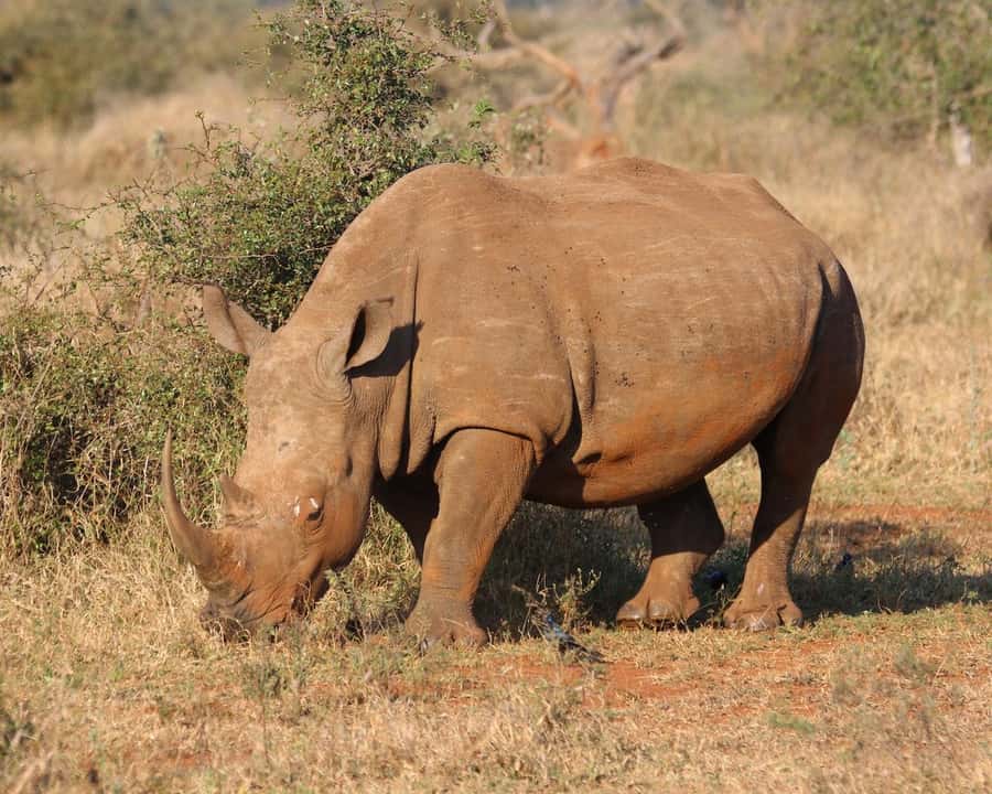 Private Tour: Big 5 Safari, Experience the wild animals - The schedule you will actually feel: lunch, safari time, and the return route