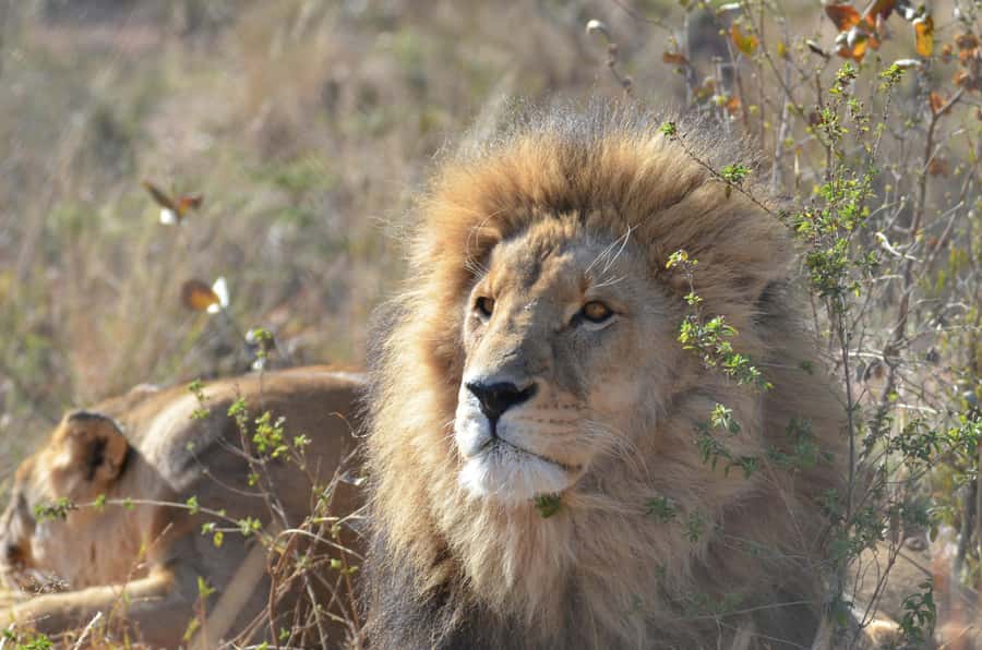 Private Tour: Big 5 Safari, Experience the wild animals - Lunch and lodge time at Aquila: a break that makes the safari better