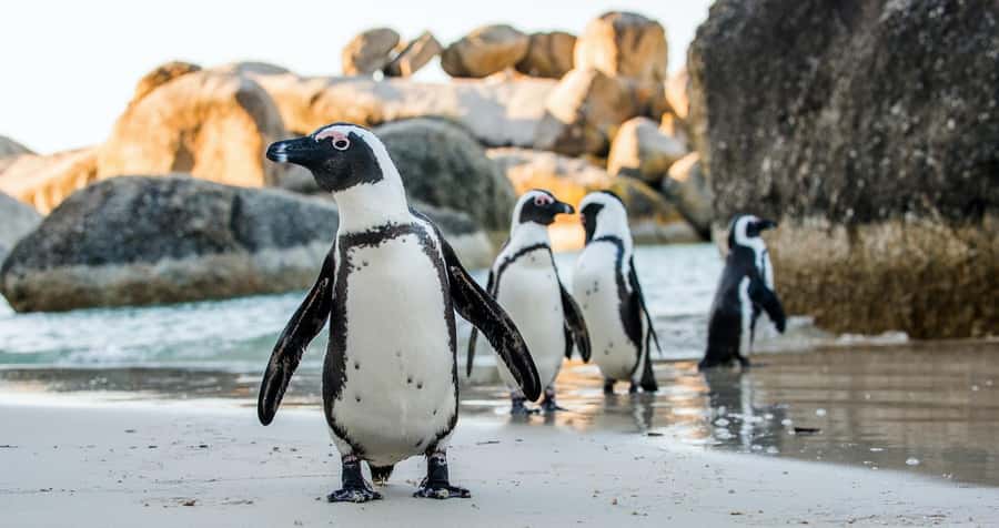 Private Tour:Cape of Good Hop>Chapman’s >Penguin>Seal island - Key Highlights You Will Feel Right Away