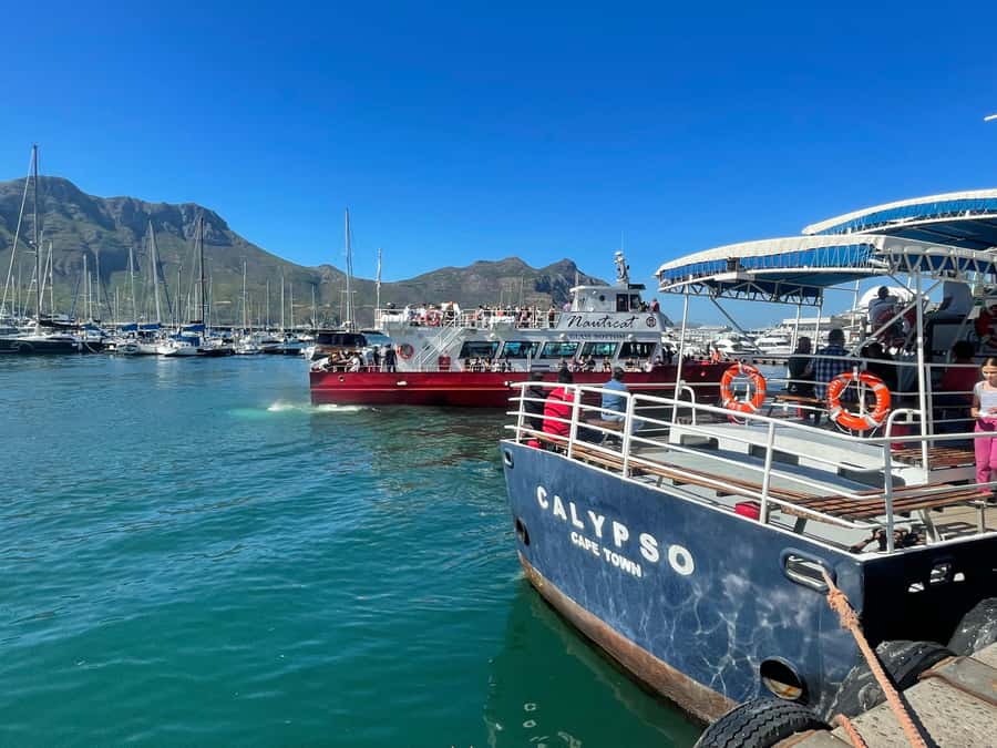 Private Tour:Cape of Good Hop>Chapman’s >Penguin>Seal island - Hout Bay and Seal Island: A Ferry Ride That Actually Matters