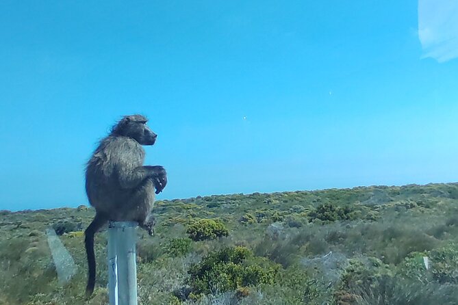 Private Tour : Cape of Good Hope,Penguin Colony& Muizenberg Beach - Hotel Pickup, 8:00 am Start, and a Route That Covers Real Cape Town