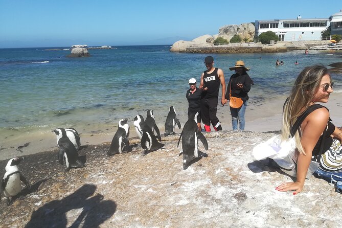 Private Tour : Cape of Good Hope,Penguin Colony& Muizenberg Beach - Hout Bay Harbour: Fishing Village Mood and the Optional Seal Island Boat Ride