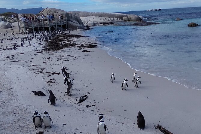 Private Tour : Cape of Good Hope,Penguin Colony& Muizenberg Beach - Chapman’s Peak Drive: The 114-Curve Coastal Road You Actually Feel