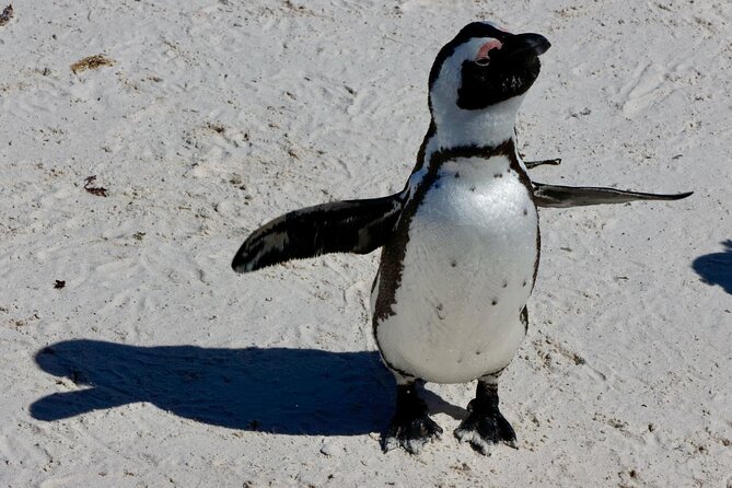 Private Tour : Cape of Good Hope,Penguin Colony& Muizenberg Beach - Cape of Good Hope: Where the Oceans Meet (and the Coast Feels Wild)