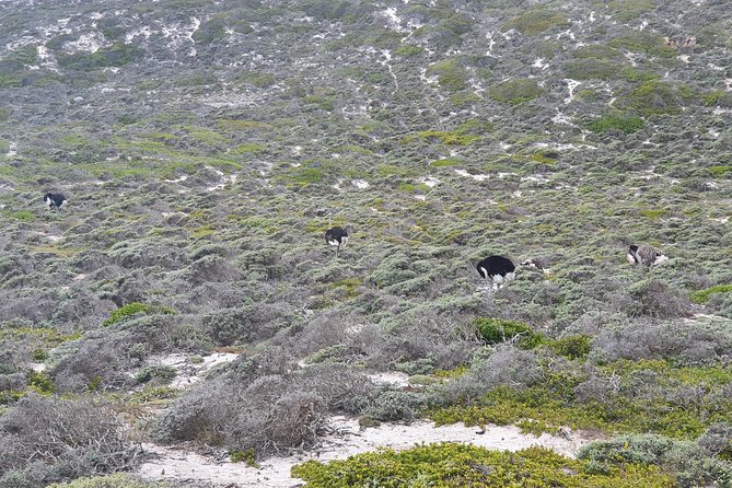 Private Tour Cape of Good Hope & Penguins Sightseeing Full day - Bo-Kaap Color Close-Up, Then the Camps Bay Atlantic Views