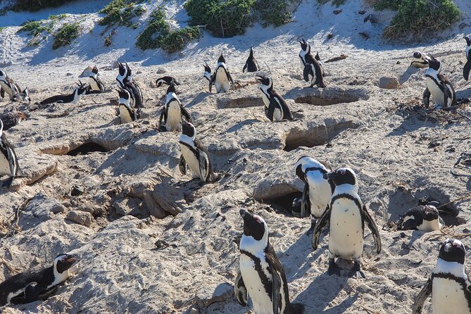 Private Tour Cape of Good Hope & Penguins Sightseeing Full day - Chapman’s Peak Drive Viewpoint: The Photo Stop You Plan Around