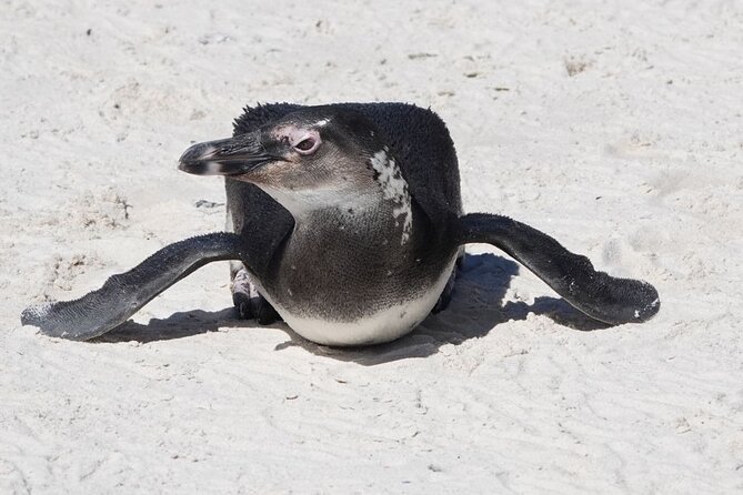 Private Tour Cape of Good Hope with Penguins - Seal Island from Hout Bay: ferry time, sea-breeze reality