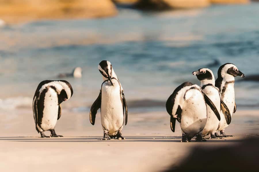 Private Tour: Cape Point, Penguins, Chapmans Peak & more... - Key Points That Make This Day Trip Worth Your Time