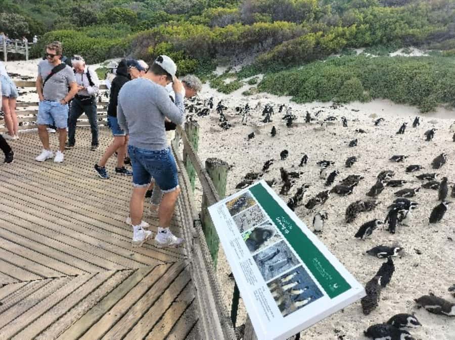 Private Tour: Cape Point, Penguins, Chapmans Peak & more... - Noordhoek Village: The Midday Reset