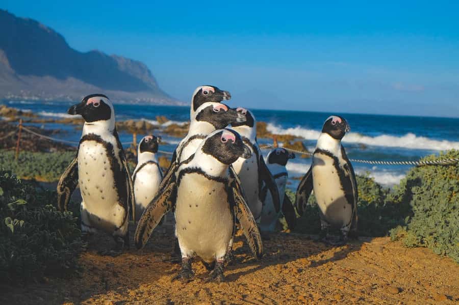 Private Tour: Cape Town to Cape Agulhas where 2 Oceans Meet - Stony Point Nature Reserve and the Penguin Stop at Betty’s Bay