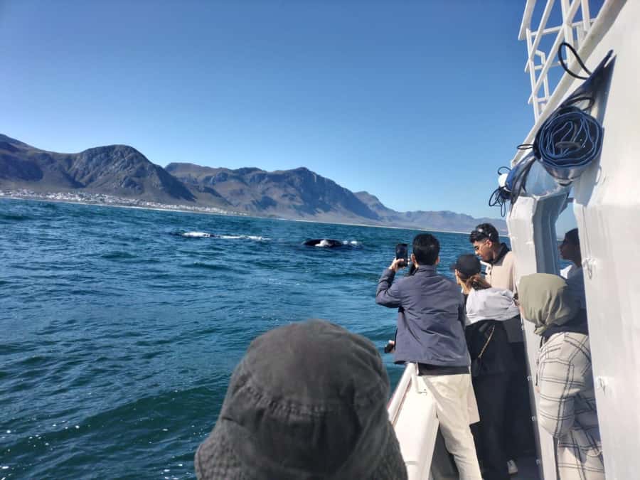 Private Tour: Hermanus- Boat Based Whale Watching Experience - Key highlights to know before you go