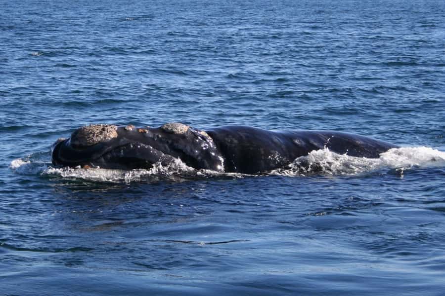 Private Tour: Hermanus- Boat Based Whale Watching Experience - Hermanus whale watching with a private vehicle, shared boat