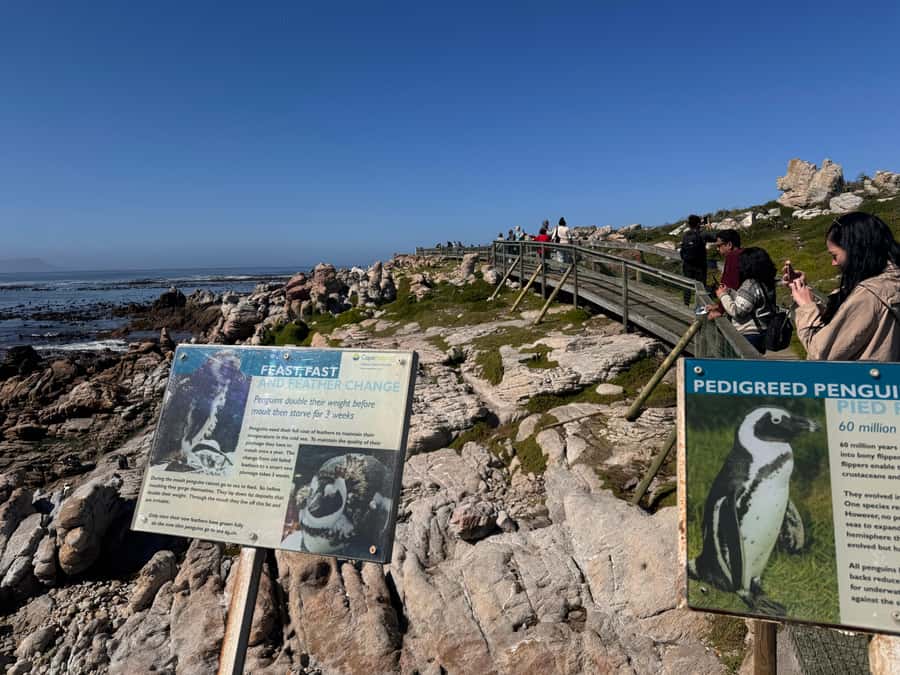 Private Tour: Hermanus- Boat Based Whale Watching Experience - Hermanus guided time: shoreline watching in a town built for whales