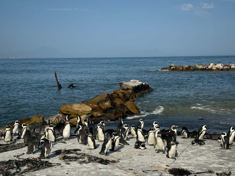 Private Tour: Hermanus- Boat Based Whale Watching Experience - The boat-based whale watching: about two hours on the water