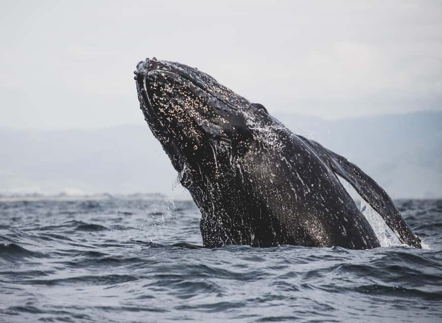 Private Tour: Hermanus- Boat Based Whale Watching Experience - Return to Cape Town: False Bay sunset and a bubbly toast
