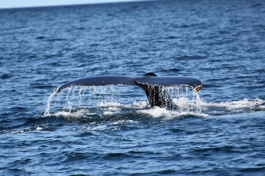 Private Tour: Hermanus- Boat Based Whale Watching Experience - The road south: Gordons Bay and Clarence Drive stops that actually help