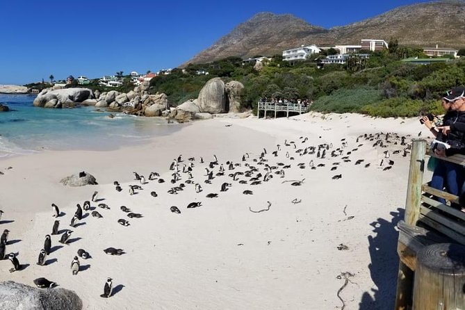 Private Tour Of Penguins, Cape Of Good Hope & Peninsula. - Cape of Good Hope and Cape Point: nature first, viewpoints second