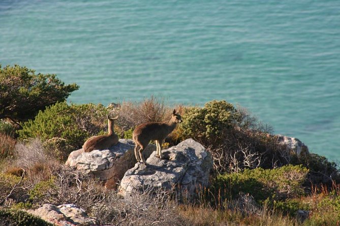 Private Tour Of Penguins, Cape Of Good Hope & Peninsula. - Chapman’s Peak Drive: the scenic road you’ll talk about later