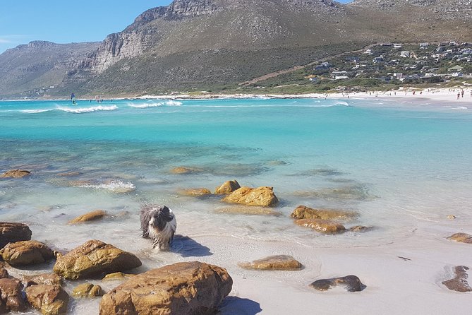 Private Tour Of Penguins, Cape Of Good Hope & Peninsula. - Price and what counts as value here