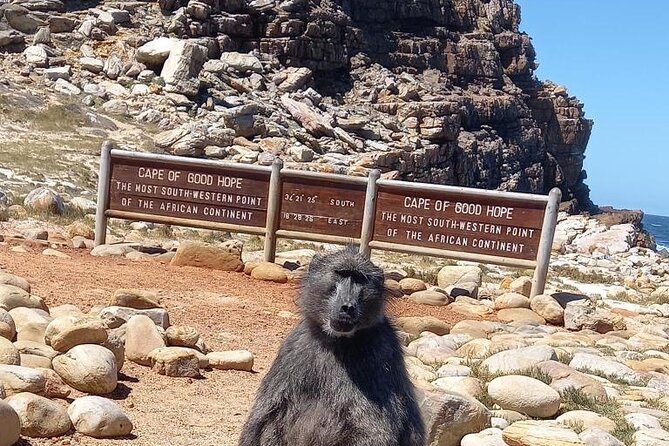 Private Tour: Penguins, Cape Point and Cape of Good Hope - Key things I’d plan around