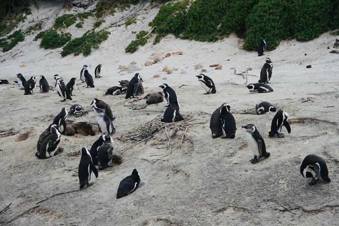 Private Tour: Penguins, Cape Point and Cape of Good Hope - A full 8-hour peninsula day, done the practical way