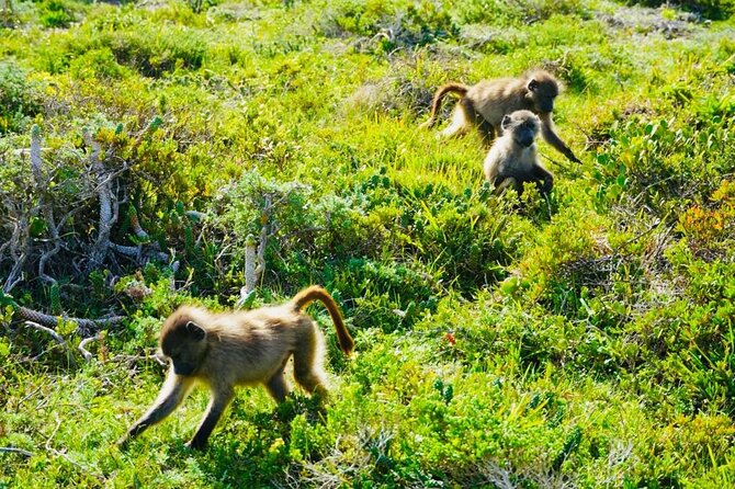 Private Tour: Penguins, Cape Point and Cape of Good Hope - Cape of Good Hope: monuments, the famous sign, and coastal nature