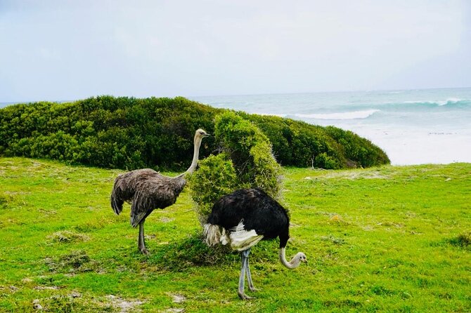 Private Tour: Penguins, Cape Point and Cape of Good Hope - Maiden’s Cove on the Atlantic side, plus possible dolphin sightings