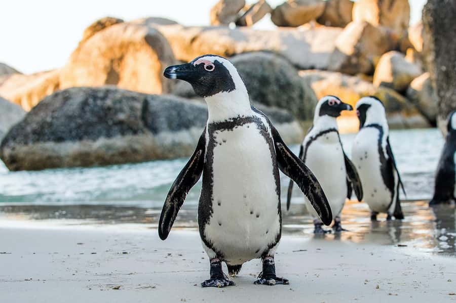 Private Tour: Table Mountain, Penguins Colony & Cape Of Good - Table Mountain Cable Car and the 1-Hour Guided Window