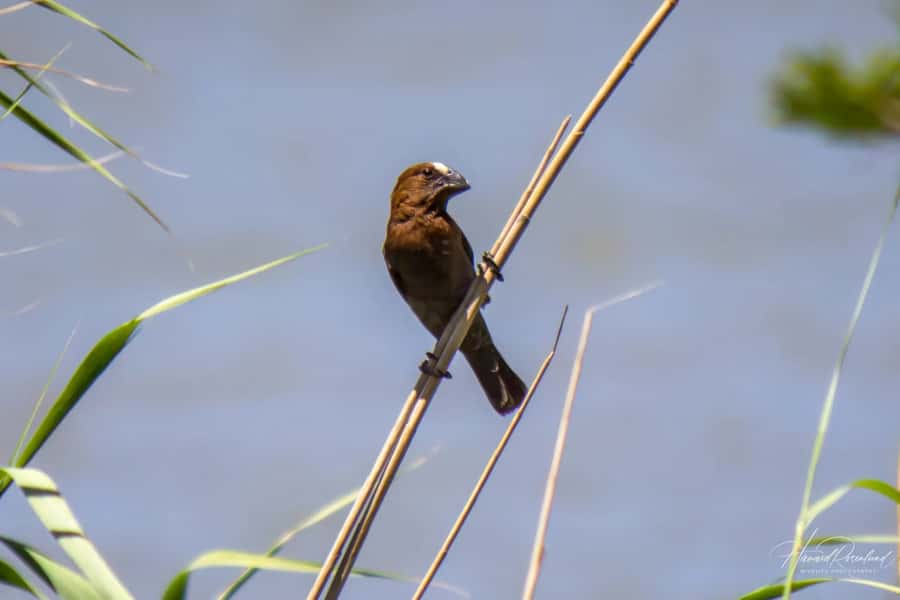 Richards Bay: Isimangaliso Boat Cruise St Lucia Estuary Tour - Guided ecology: why the “why” makes the sights stick