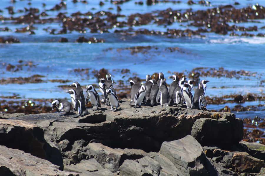 Robben Island,Table Mountain Full day Private Tour Cape Town - The value angle: what $156 really buys you, and what costs extra