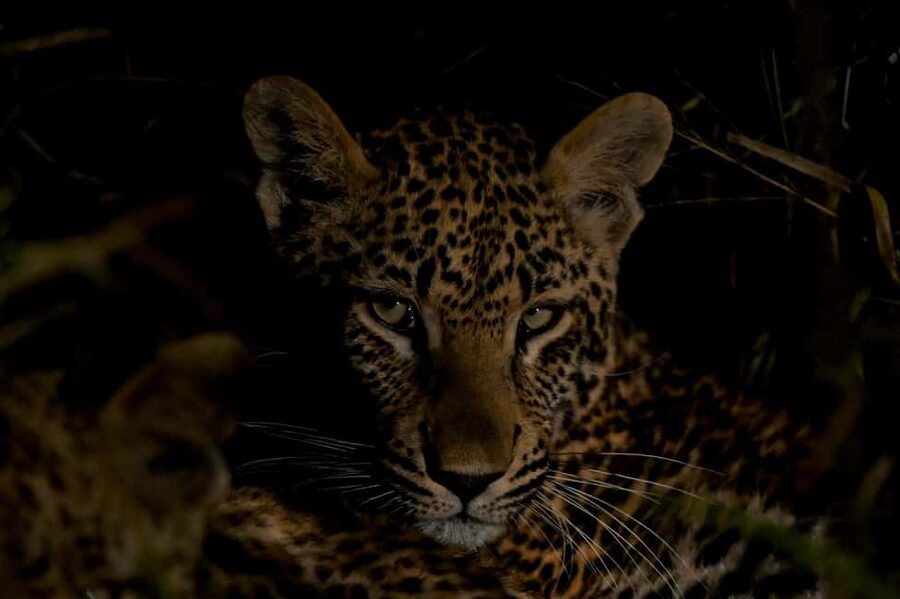 Sabie Game Reserve: Sunset Safari with Sundowners - Key moments worth knowing before you go