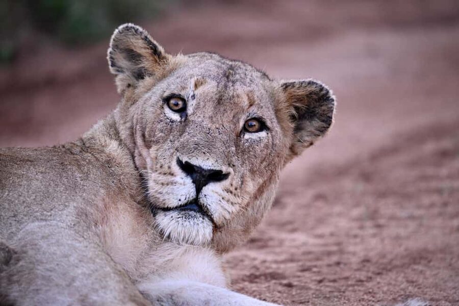 Sabie Game Reserve: Sunset Safari with Sundowners - Sundowners: the calm break that makes the sunset feel complete