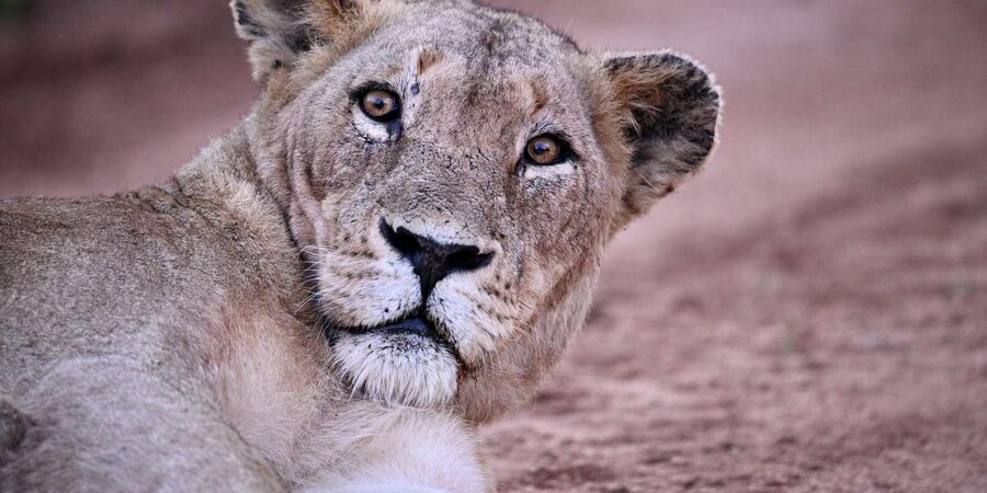 Sabie Game Reserve: Sunset Safari with Sundowners - Price and value: is $175 per person fair for Sabie’s sunset safari?