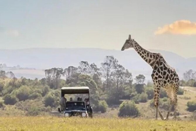 SAFARI Aquila Game Reserve - Round trip + Lunch incl. (Cape Town) - Key things to know before you go