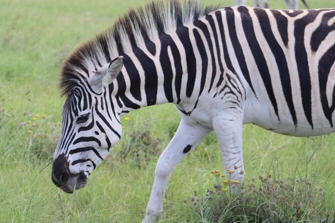 SAFARI Aquila Game Reserve - Round trip + Lunch incl. (Cape Town) - The game drive at Aquila: open vehicle, ranger-led time, and Big Five odds