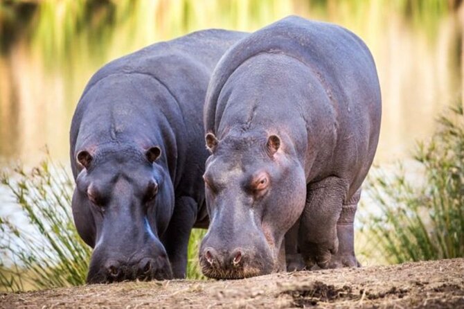 SAFARI Aquila Game Reserve - Round trip + Lunch incl. (Cape Town) - How Aquila compares to longer safaris when you only have one day