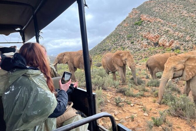 SAFARI Aquila Game Reserve - Round trip + Lunch incl. (Cape Town) - Lunch at 15:00, plus snacks and welcome non-alcoholic drinks