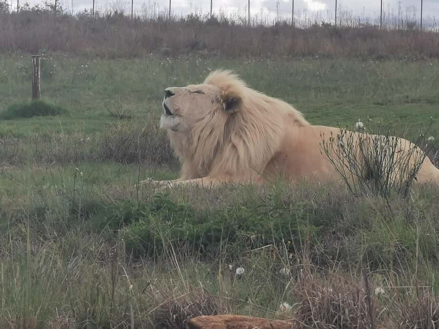 Safari at Lion and Rhino Park / Lesedi Culture Village - The safari: how the game drive at Bothongo works