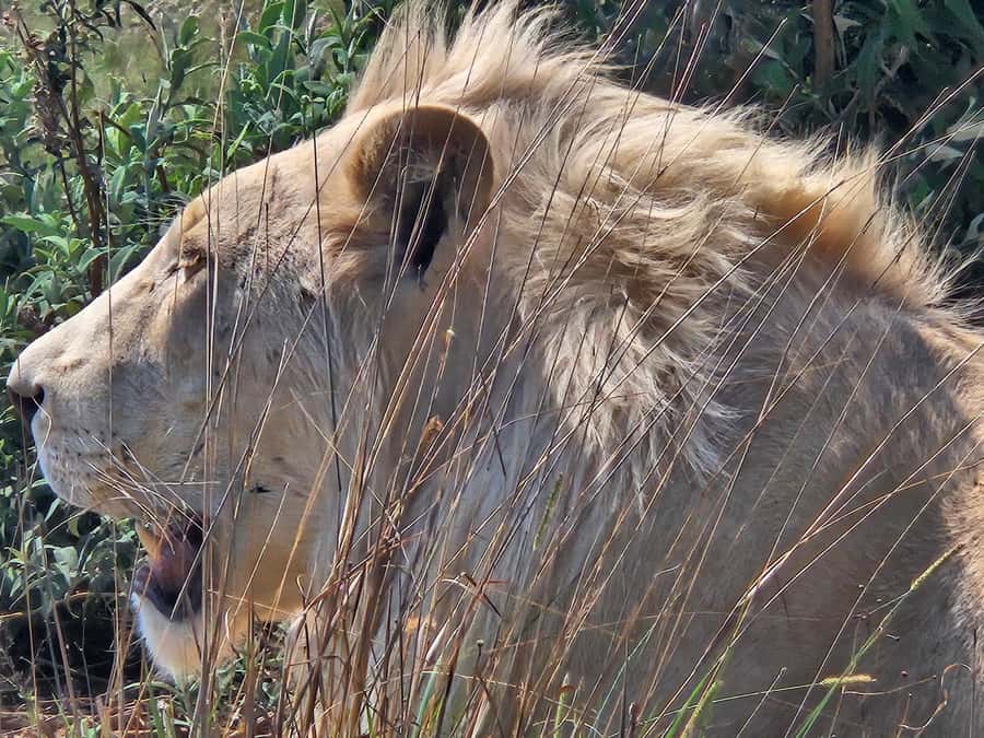 Safari at Lion and Rhino Park / Lesedi Culture Village - Getting from Midrand to Bothongo Rhino and Lion Nature Reserve