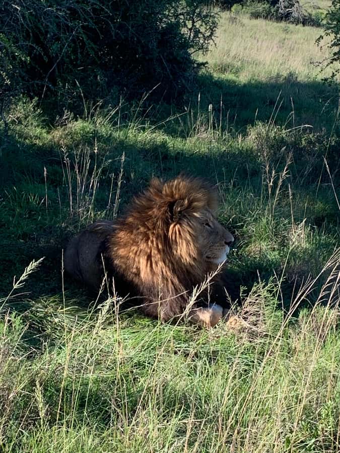 Safari into Schotia Full Day Tour - Why an open-vehicle Schotia safari feels different