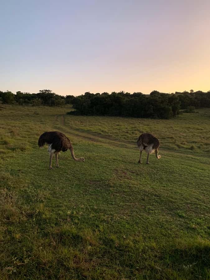 Safari into Schotia Full Day Tour - Big Five spotting: what the ranger search actually means for you