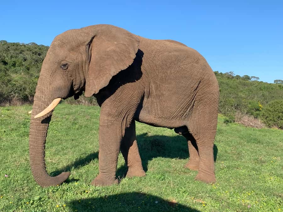 Safari into Schotia Full Day Tour - The 9-hour rhythm: how the day usually works