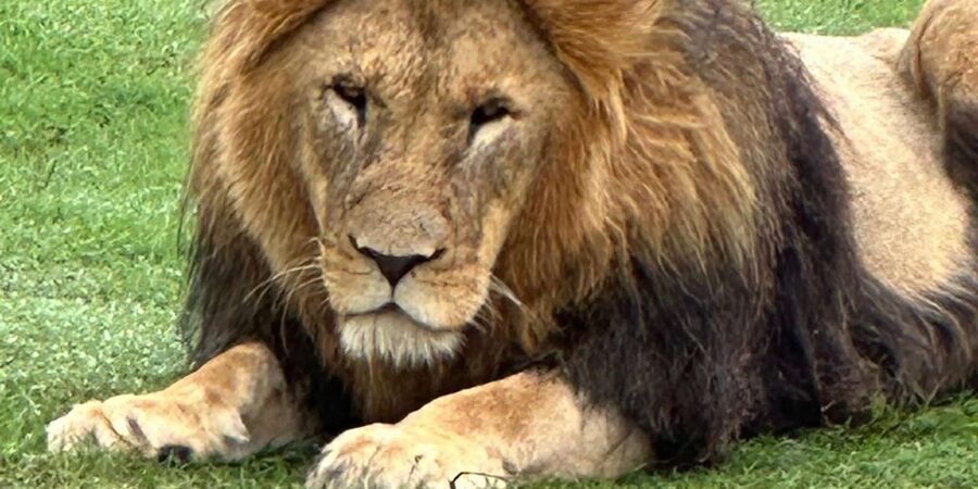 Safari into Schotia Half Day Tour - Price and Value: Is $168 Worth It?