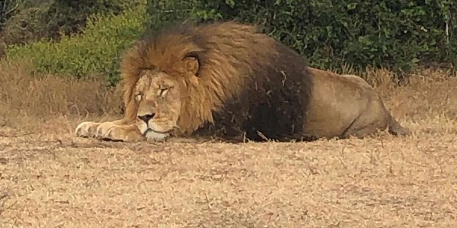 Safari into Schotia Half Day Tour - Practical Details That Save You Stress on the Day