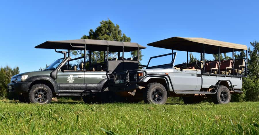 Safari into Schotia Half Day Tour - The Open Vehicle Drive: Better Views, Real Safari Feel