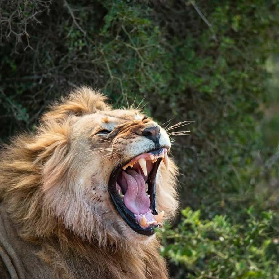 Schotia: Open Safari Jeep - Full Day Safari with Lunch - Key Things That Make This Safari Feel Worth It