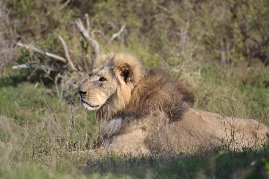 Schotia: Open Safari Jeep - Full Day Safari with Lunch - Pickup Timing, Meeting Point, and How to Plan Your Morning
