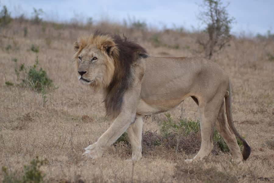 Schotia: Open Safari Jeep - Full Day Safari with Lunch - Safari Chapter 1: The Best Shot at Animals Beyond Addo